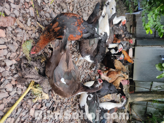 ডিম পাড়া চিনা হাঁস বিক্রি হবে